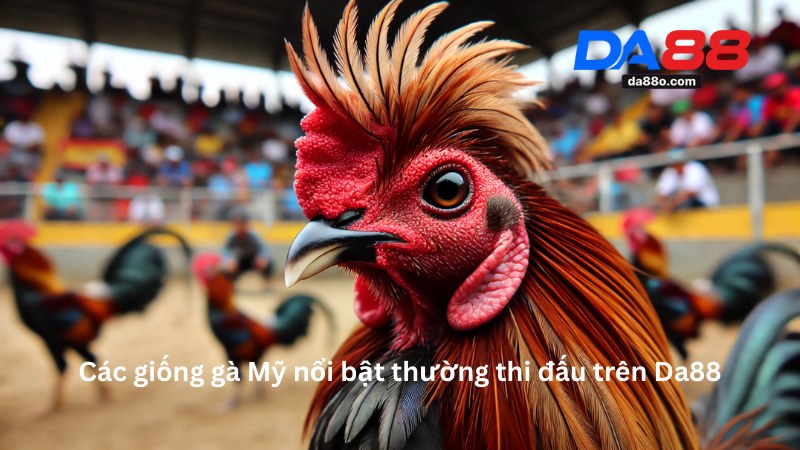 Đá Gà Mỹ Da88 - Trải Nghiệm Cá Cược Uy Tín Năm 2025 4 Đá Gà Mỹ