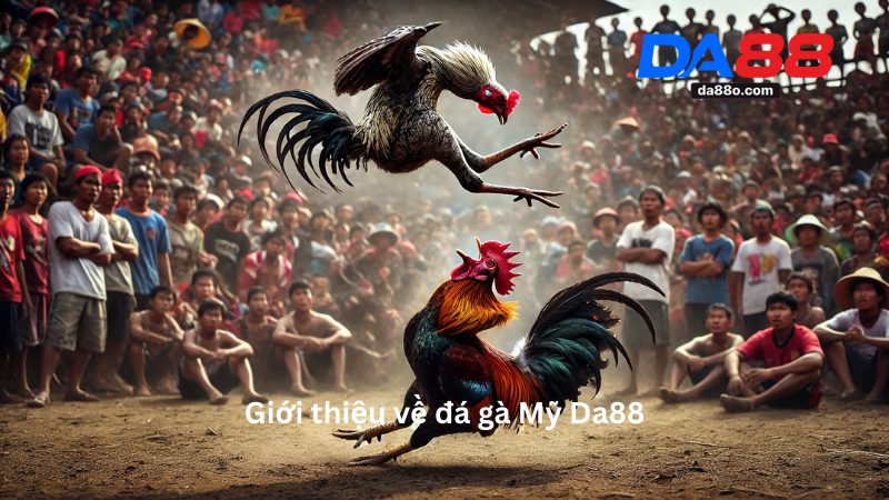 Đá Gà Mỹ 