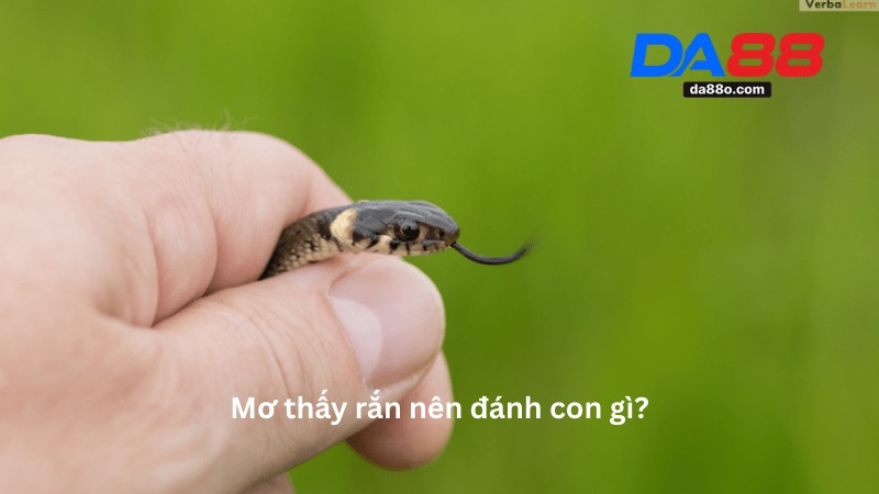 Nằm Mơ Thấy Rắn - Giải Mã Điềm Báo Giấc Mơ Mới Nhất 4 Nằm Mơ Thấy Rắn