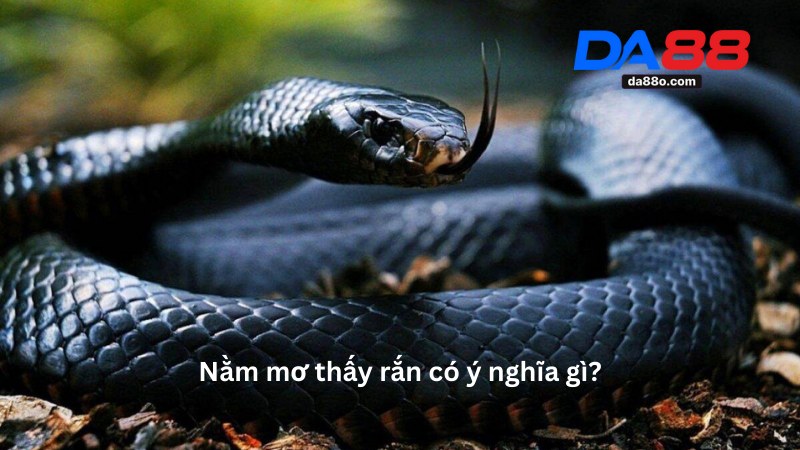 Nằm Mơ Thấy Rắn - Giải Mã Điềm Báo Giấc Mơ Mới Nhất 2 Nằm Mơ Thấy Rắn